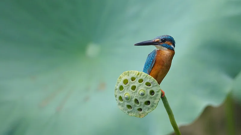 common kingfisher in natural habitat