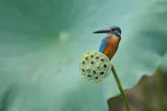 common kingfisher in natural habitat