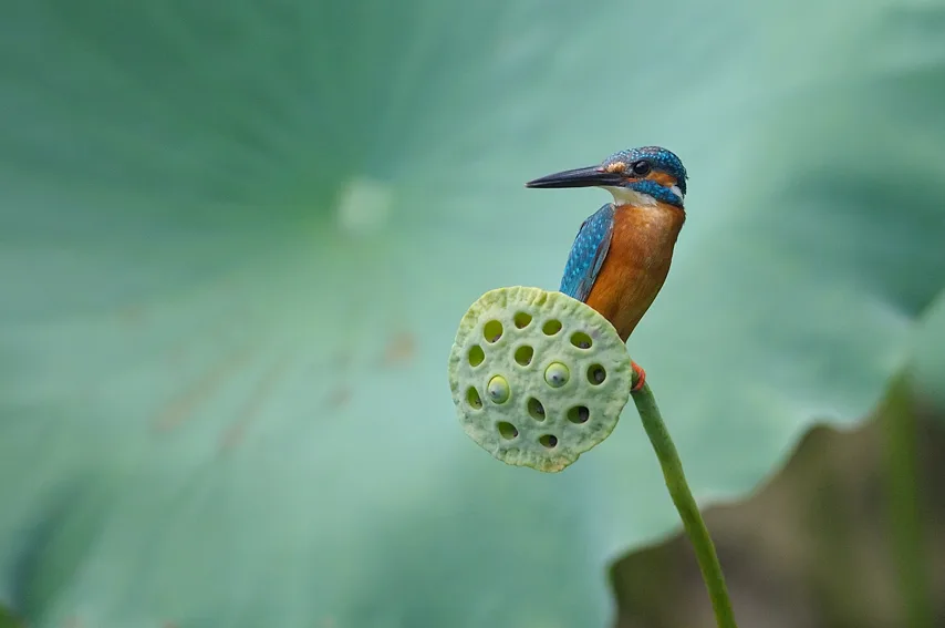 common kingfisher in natural habitat