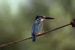 common kingfisher in natural habitat