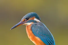 common kingfisher in natural habitat