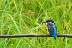 common kingfisher in natural habitat