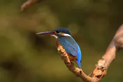 common kingfisher in natural habitat