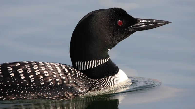 Common loon in breeding colours: black head, red eye and a striped white necklace