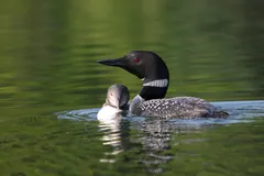 Adult common loon swimming beside its fluffy grey chick