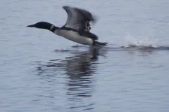 Common loon pattering across the water surface with wings beating to take off