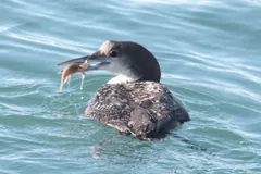 Common loon in plain grey winter plumage with a fish in its bill