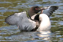 Common loon rising up in the water to flap its wings, showing a white belly