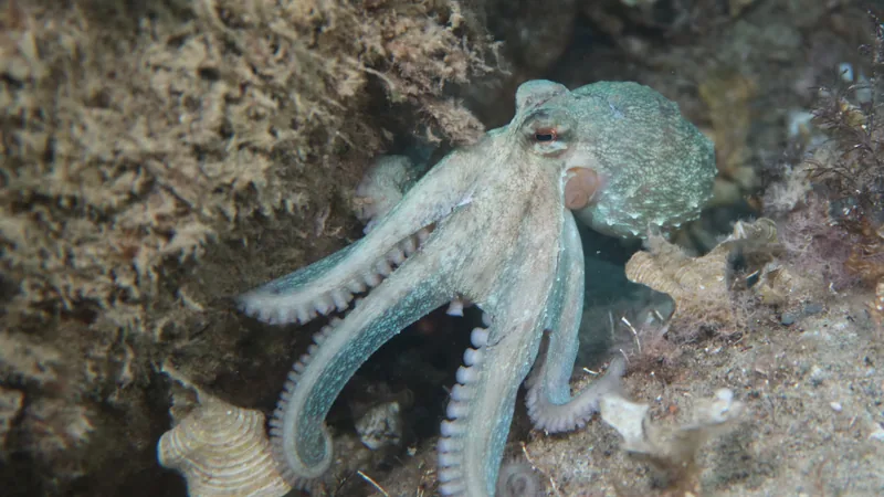 Pale common octopus spreading its arms over a rocky Mediterranean seabed