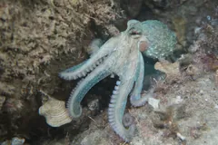 Common Octopus
