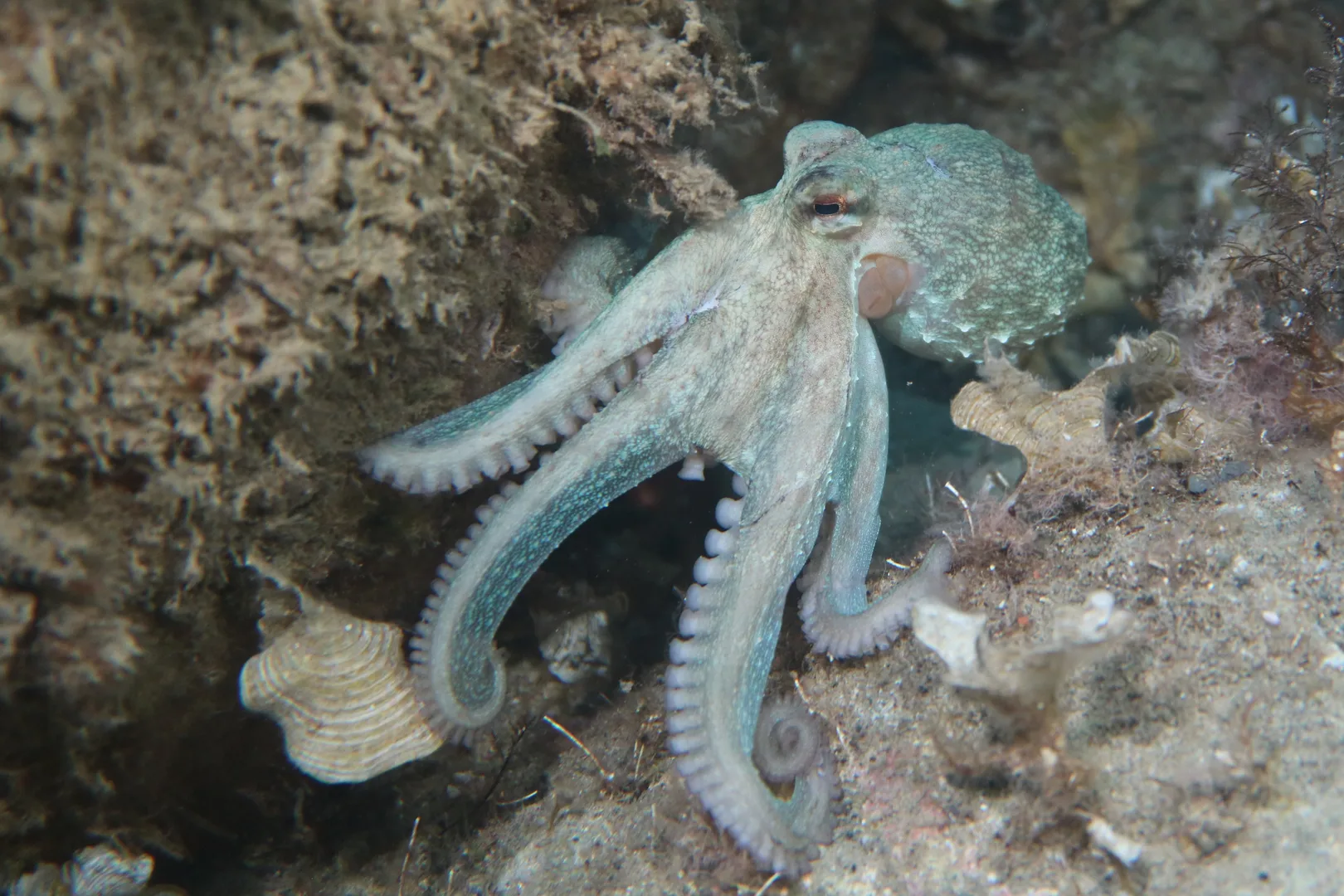 Pale common octopus spreading its arms over a rocky Mediterranean seabed