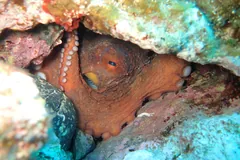 Reddish common octopus tucked into a crack in a reef wall