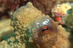 Common octopus with bumpy skin and a slotted pupil, blending into coral