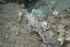 Mottled common octopus with curled arms on a sandy seabed