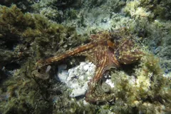 Brown octopus stretched across algae-covered rock