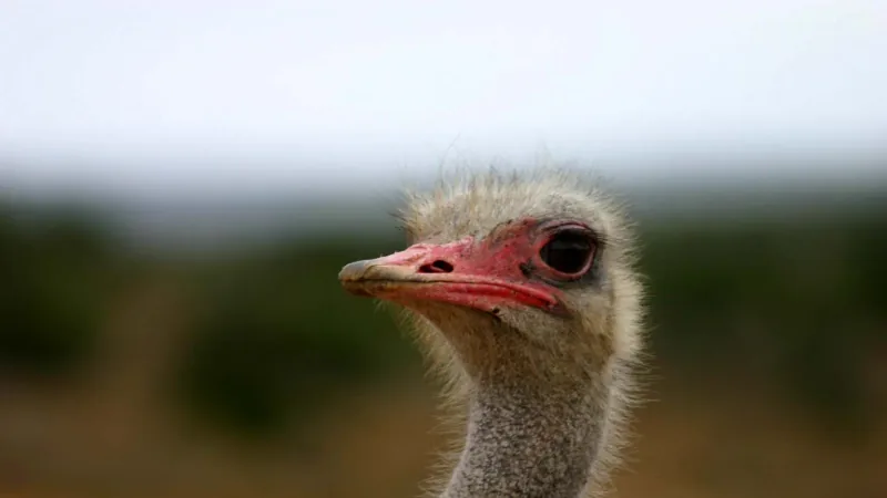 Common Ostrich in this matchup