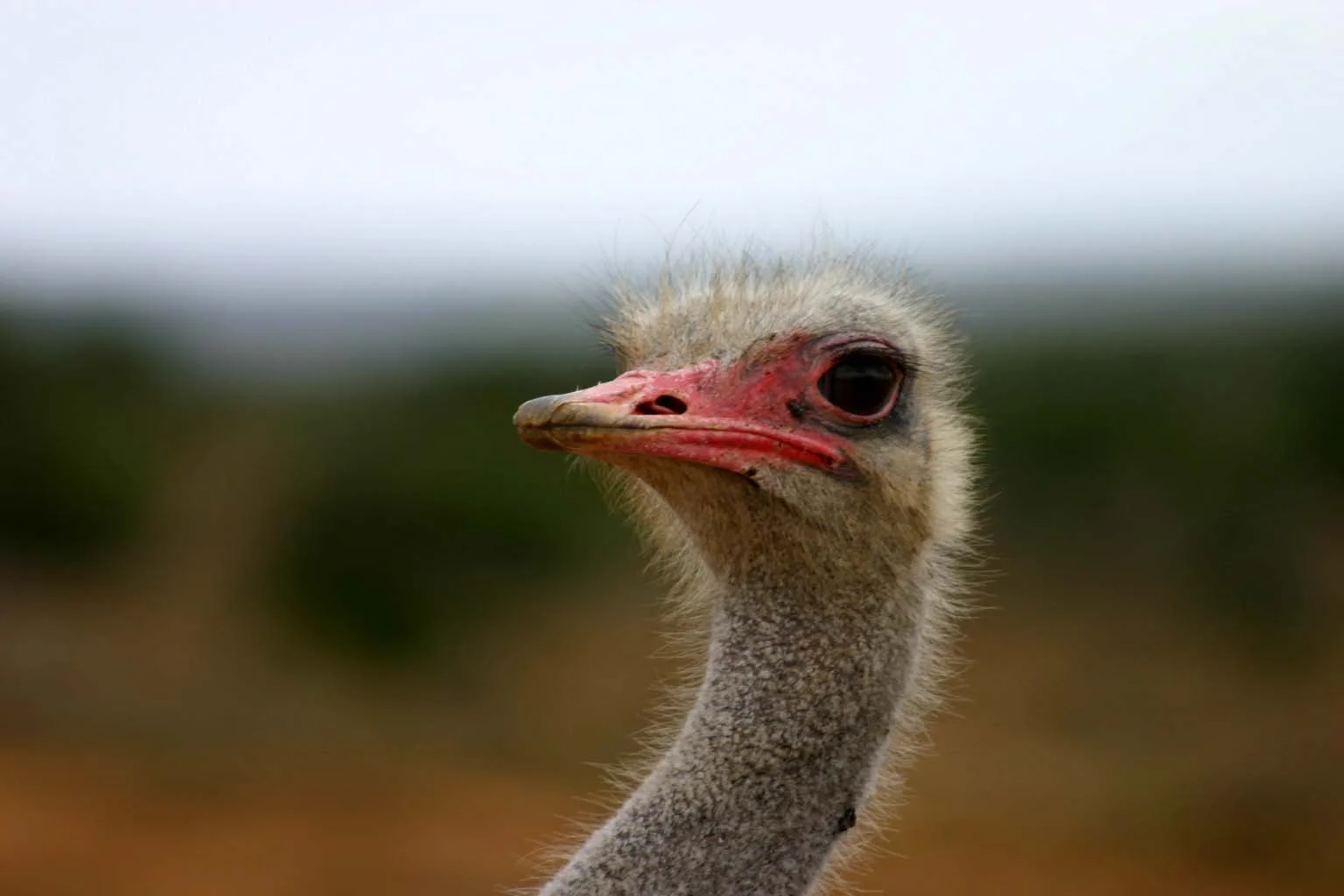 Common Ostrich