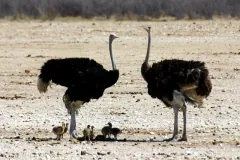 Wild male common ostrich striding across Etosha salt pan