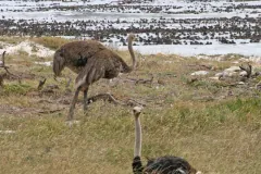 Brown ostrich in coastal scrub above a surf line, a second bird's head rising from the grass