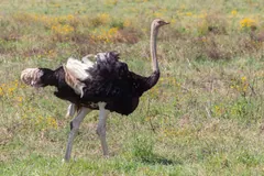 Male ostrich walking through flowering grassland, black body plumage and pale wing feathers