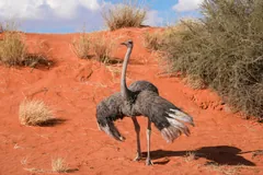 Young ostrich standing on a red sand dune among grass tussocks, its neck raised