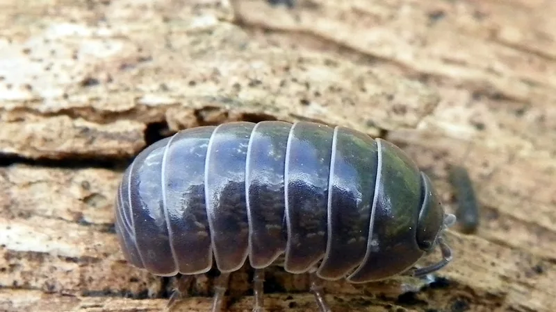 Grey pill woodlouse walking over weathered wood, its banded grey back plates shining