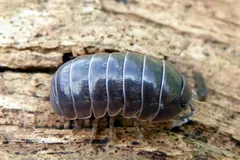Grey pill woodlouse walking over weathered wood, its banded grey back plates shining
