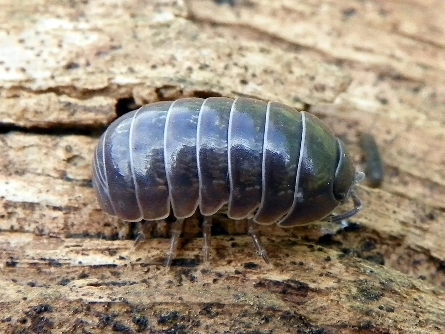 Common Pill Bug