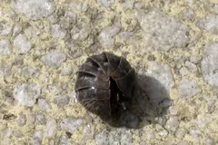 Pill woodlouse rolled almost into a ball on rough concrete