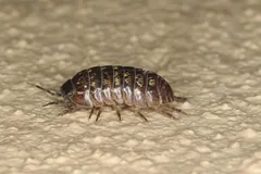 Brown pill woodlouse with pale spots walking on a pale surface, antennae forward