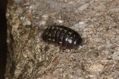 Dark pill woodlouse with yellow flecks resting on a lichen-covered stone