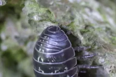Glossy dark pill woodlouse climbing a mossy surface