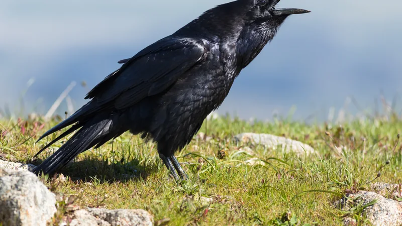 Common raven on grassy ground with its bill open mid-call and throat feathers raised