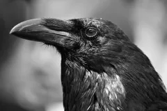 Black-and-white close view of a raven's head and heavy arched bill