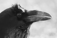 Black-and-white profile of a wild raven's head, shaggy feathers above its long bill
