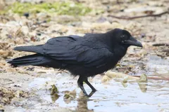 Common raven standing in a shallow beach puddle, glossy black plumage and heavy bill