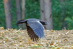 Common raven in flight low over straw, broad wings spread and fingered primaries showing