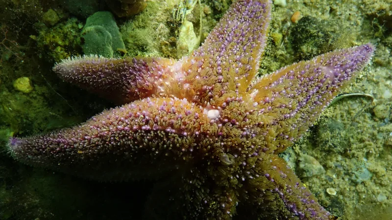 Orange and purple common starfish crawling over green seaweed on a rocky seabed