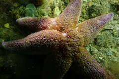 Common Starfish