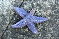 Pale violet common starfish spread flat on wet rock