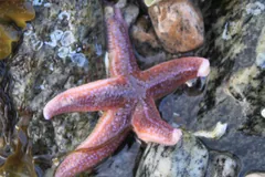 Purple common starfish on pebbles in shallow water