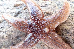 Orange common starfish with pale spines on barnacle-crusted rock