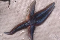 Dark purple common starfish with a bent arm on sandy ground