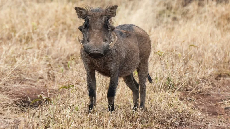 Common warthog standing in dry grass and facing the camera, tusks curving up