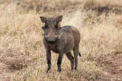 Common Warthog