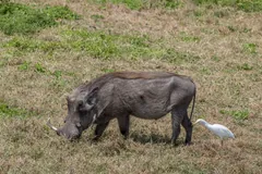 Male warthog grazing on green grass with a cattle egret standing beside it