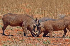 Warthogs (Phacochoerus africanus) males, Tswalu Kalahari Reserve, South Africa
