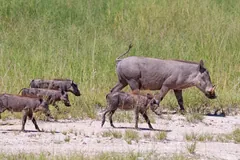 Female warthog walking across pale ground with three striped piglets behind her