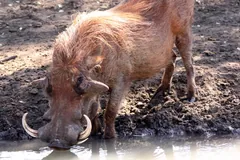 Warthog kneeling at a muddy waterhole to drink, its curved tusks showing