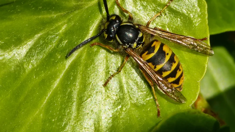 Common wasp worker with yellow and black bands on a green leaf